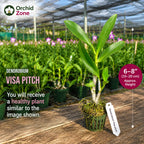 Dendorobium Visa Peach  Hybrid Orchid Plant