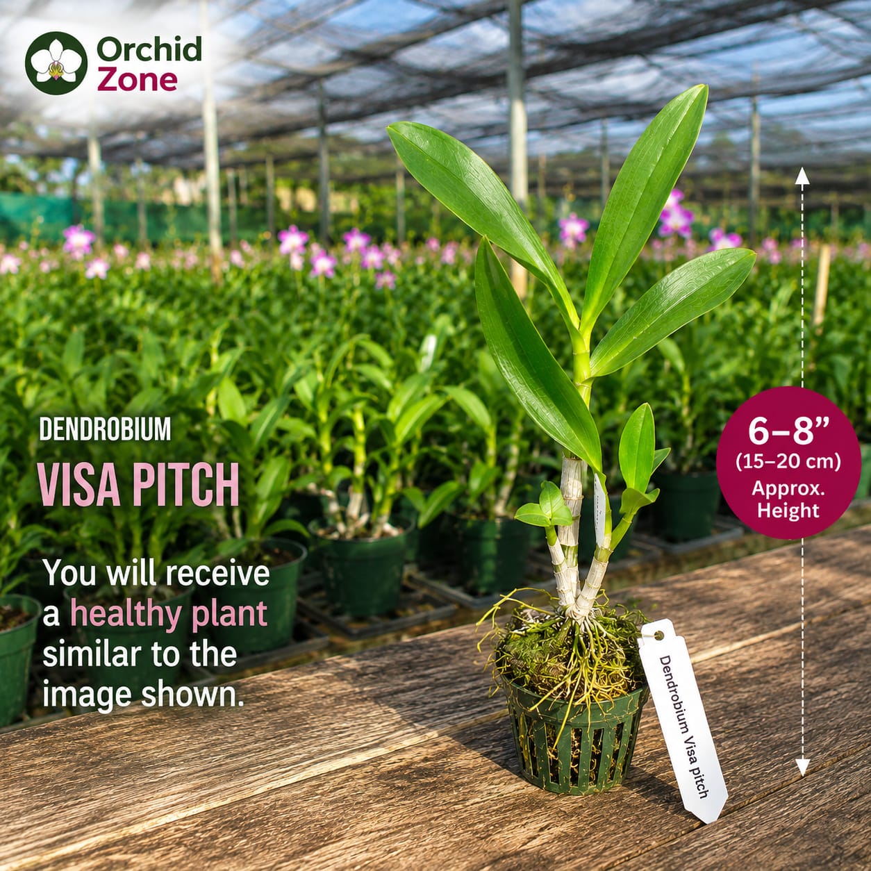 Dendorobium Visa Peach  Hybrid Orchid Plant