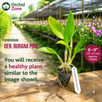 Dendrobium Burana Pink Hybrid Orchid Plant