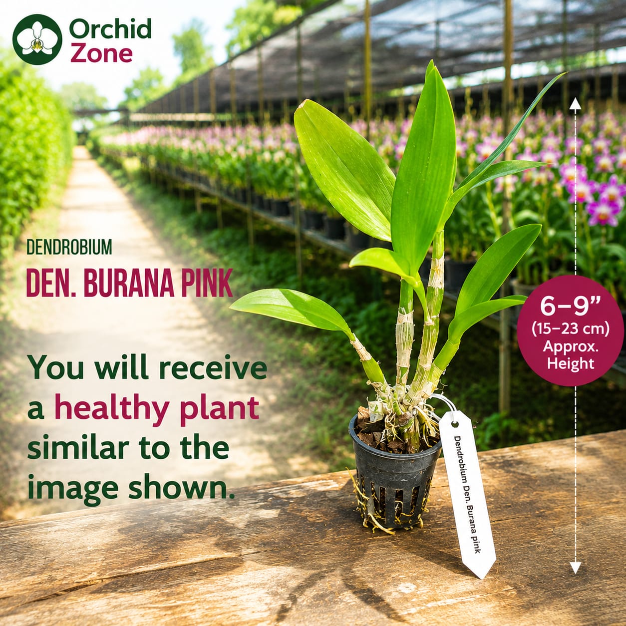 Dendrobium Burana Pink Hybrid Orchid Plant