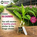 Dendrobiom Big Charming Hybrid Orchid Plant