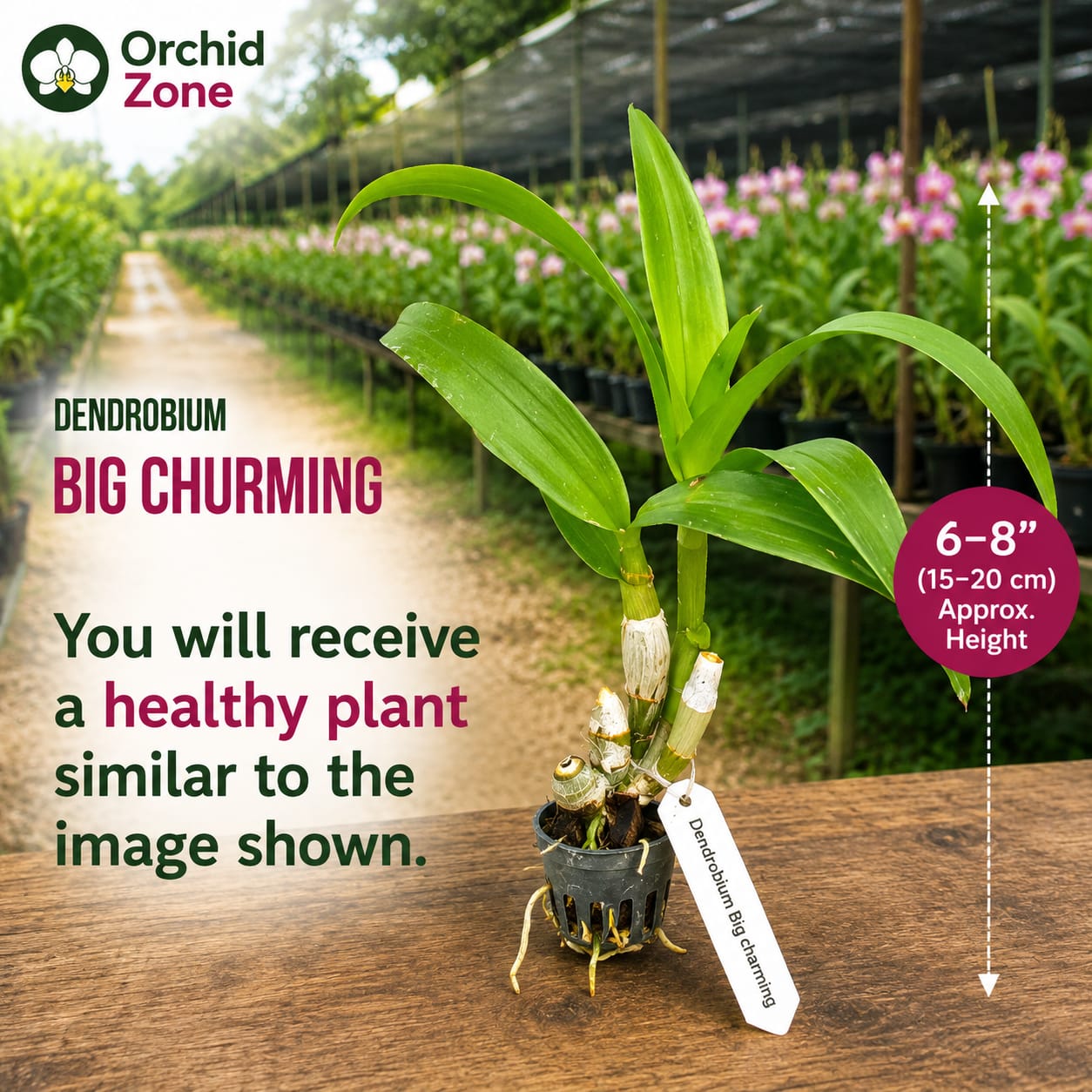 Dendrobiom Big Charming Hybrid Orchid Plant