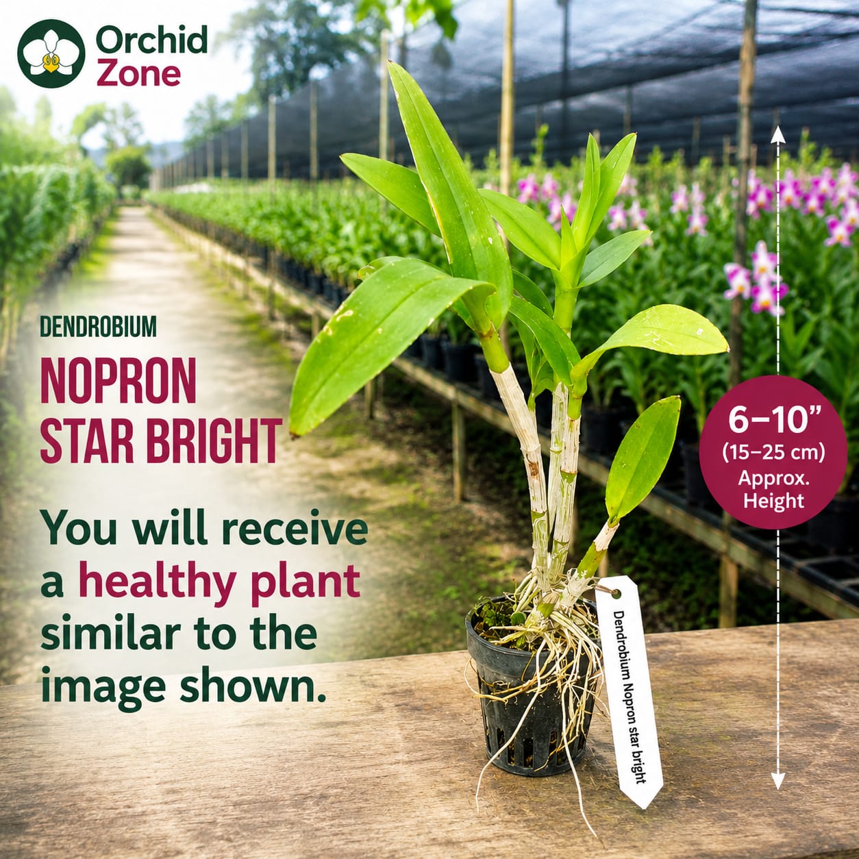 Dendrobiom Nopporn Mutation Hybrid Orchid Plant