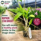 Dendrobiom Nopron Star Bright Hybrid Orchid Plant