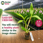Dendrobiom Classi Gem x Bush Fancy Hybrid Orchid Plant