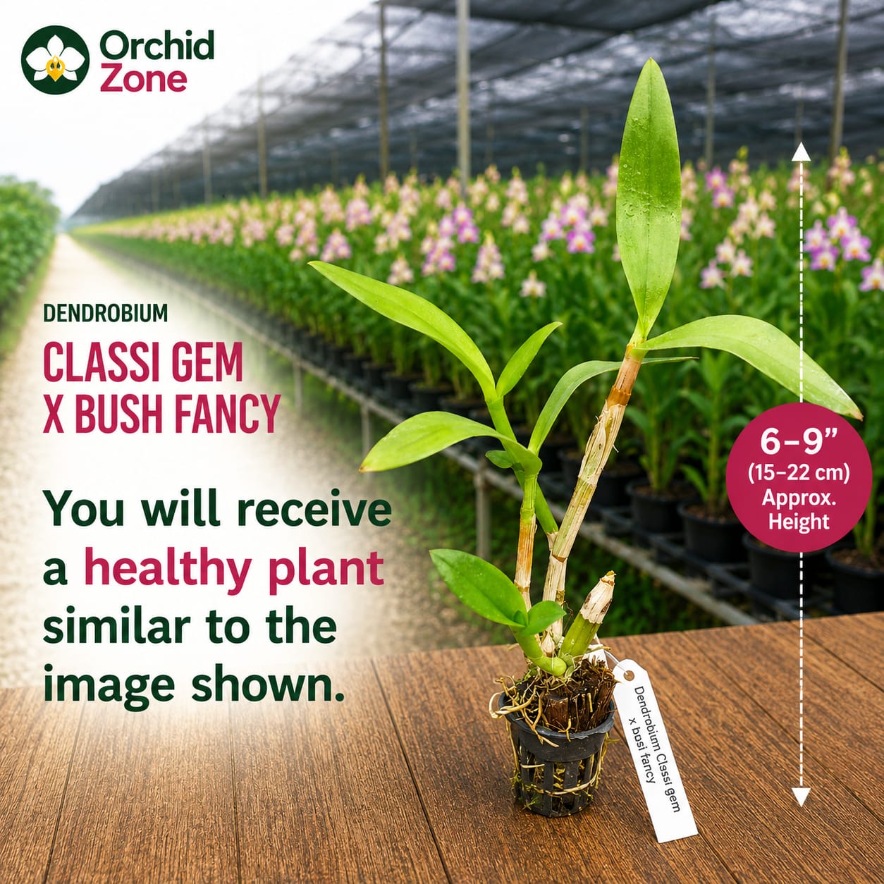 Dendrobiom Classi Gem x Bush Fancy Hybrid Orchid Plant