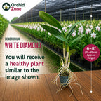 Dendrobiom White Diamond Hybrid Orchid Plant