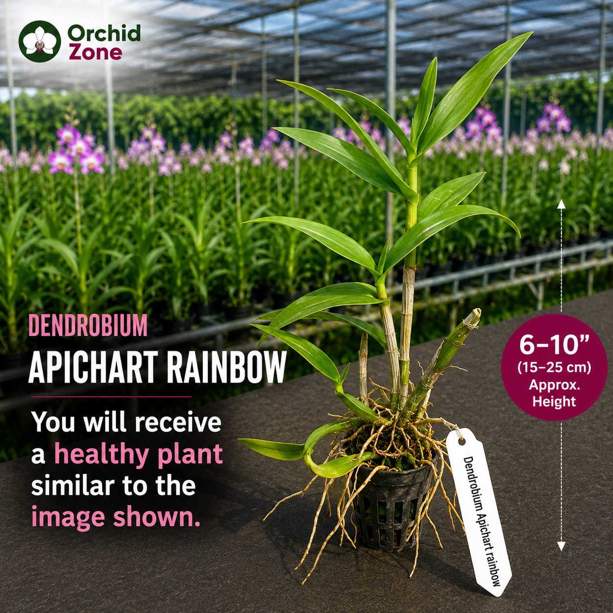 Dendrobiom Apichart Rainbow Hybrid Orchid Plant