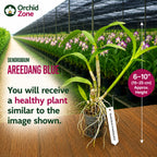 Dendrobiom Aridang Blue Hybrid Orchid Plant