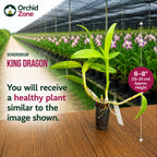 Dendrobiom King Dragon Hybrid Orchid Plant