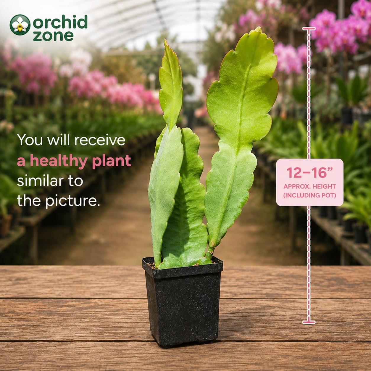 Epiphyllum Purple/Bicolour Plant