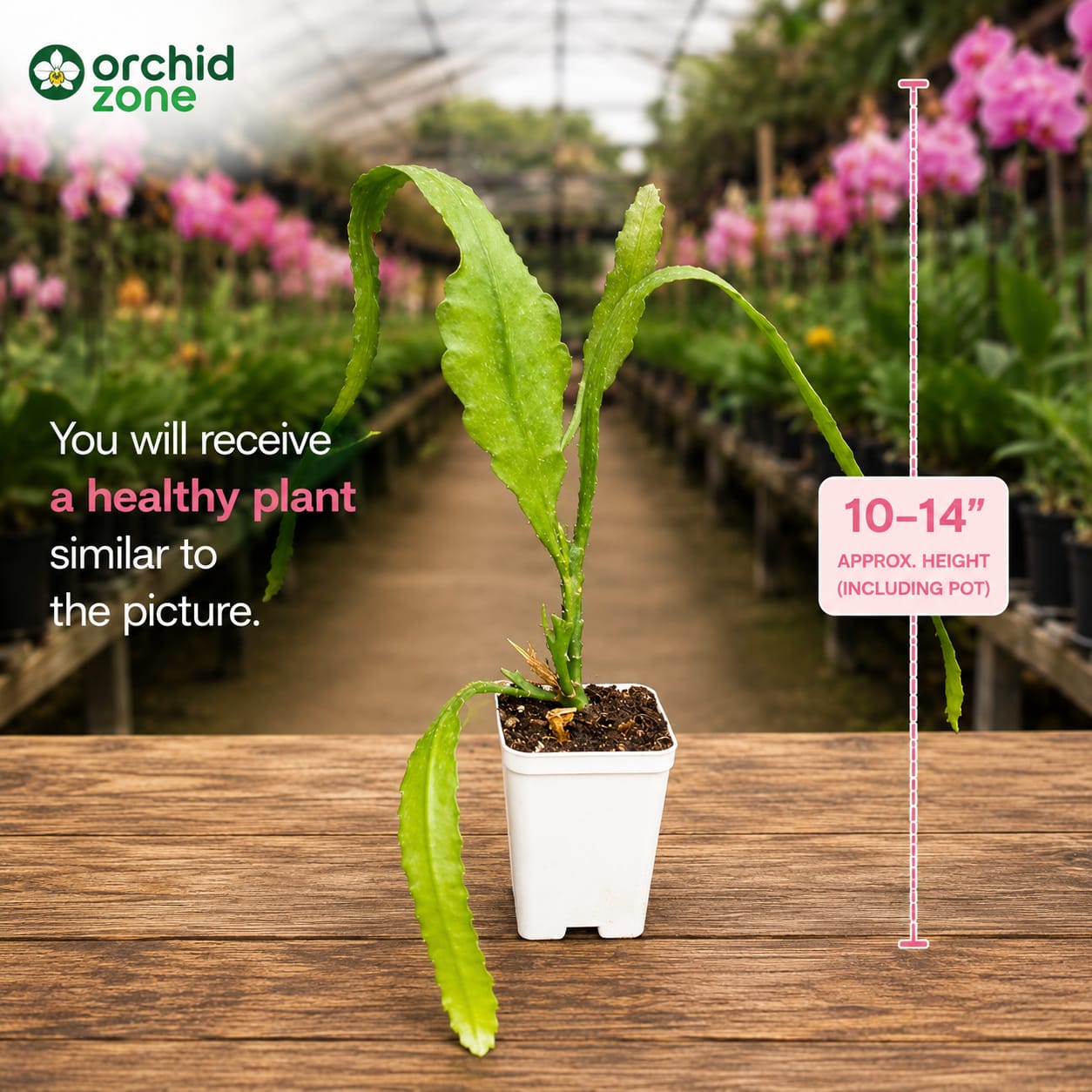 Brahma Kamal Pink Hanging. Plant