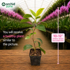 Camelia Red Plant