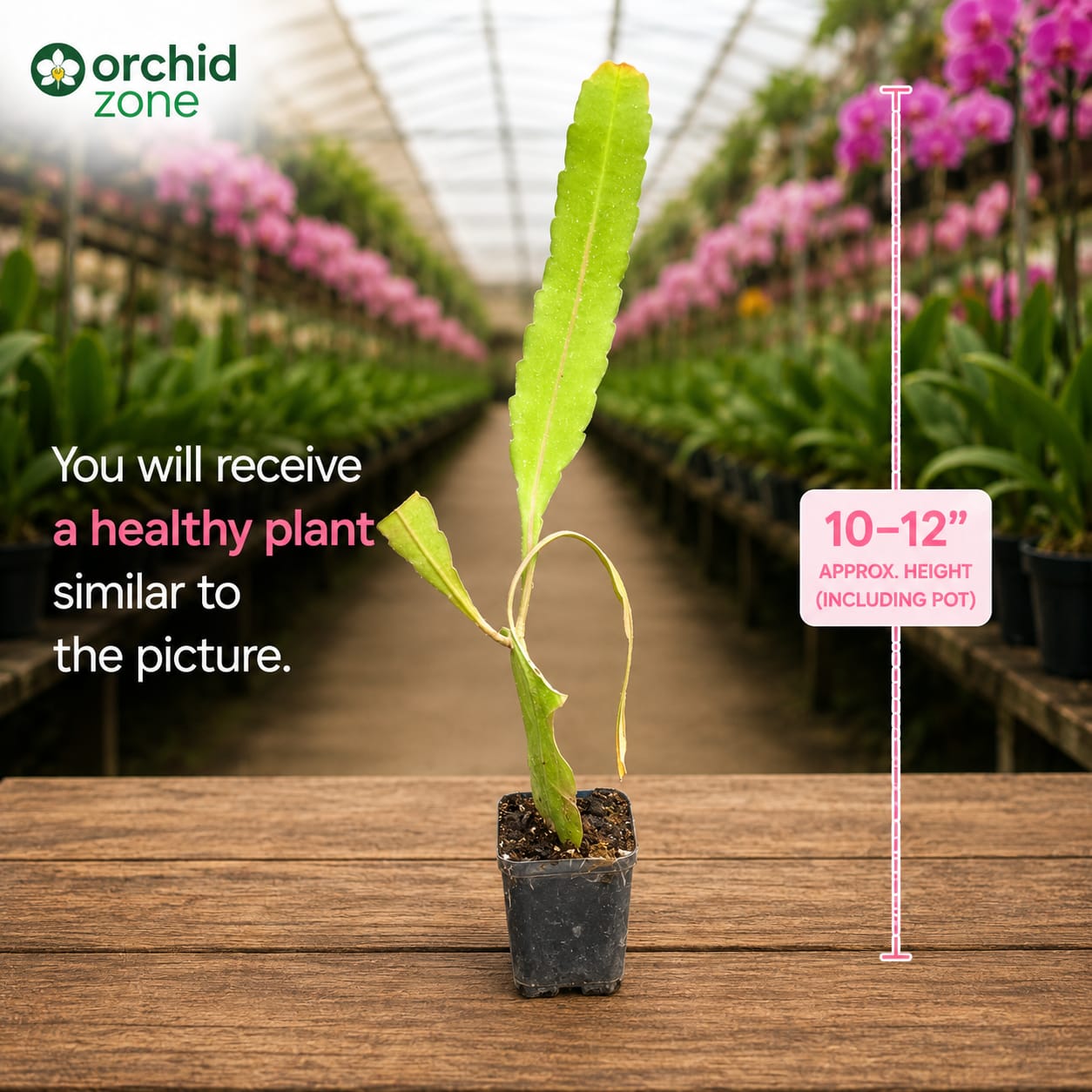 Brahma Kamal Red Plant