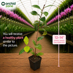 Camelia Bicolour Plant