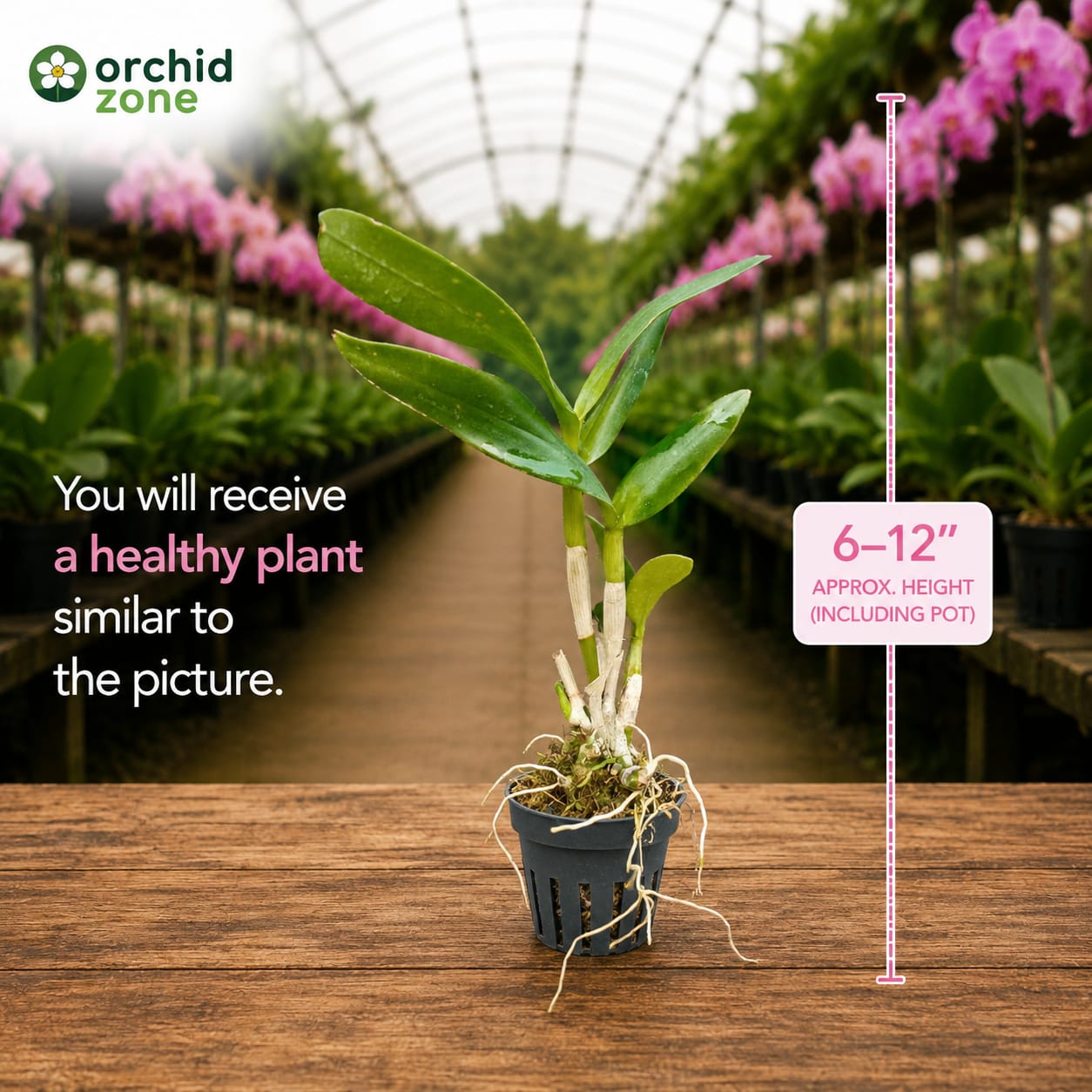 Dendrobiom Burana Pink Polar Queen Hybrid Orchid Plant