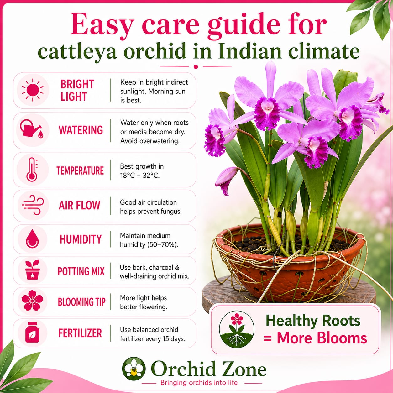 Catteliya Chaweewan Sunset Medium Orchid Plant -With Terracota Pot