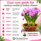 Catteliya Blc Chomthong Fancy Orchid Plant -With Orchid Pot