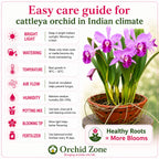Catteliya Amazing Thailand Rainbow Medium Orchid Plant -With Terracota Pot