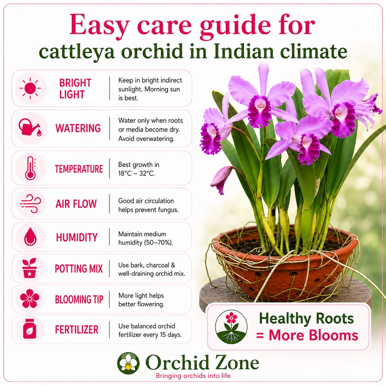 Catteliya  Taiwan Big Lip Medium Orchid Plant -With Terracota Pot