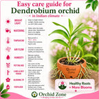 Dendrobiom Airy Diamond Hybrid Orchid Plant