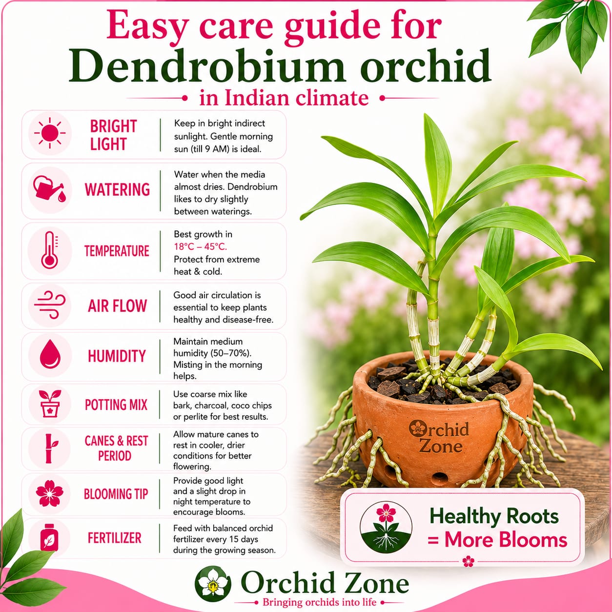 Dendrobiom Airway Blue Hybrid Orchid Plant
