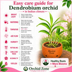Dendrobium Popeye Hybrid Orchid Plant