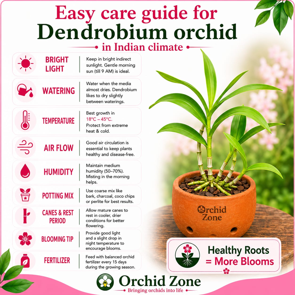 Dendrobiom. Burana Green X Cruentum Plant