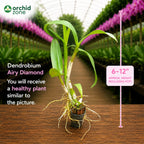 Dendrobiom Airy Diamond Hybrid Orchid Plant