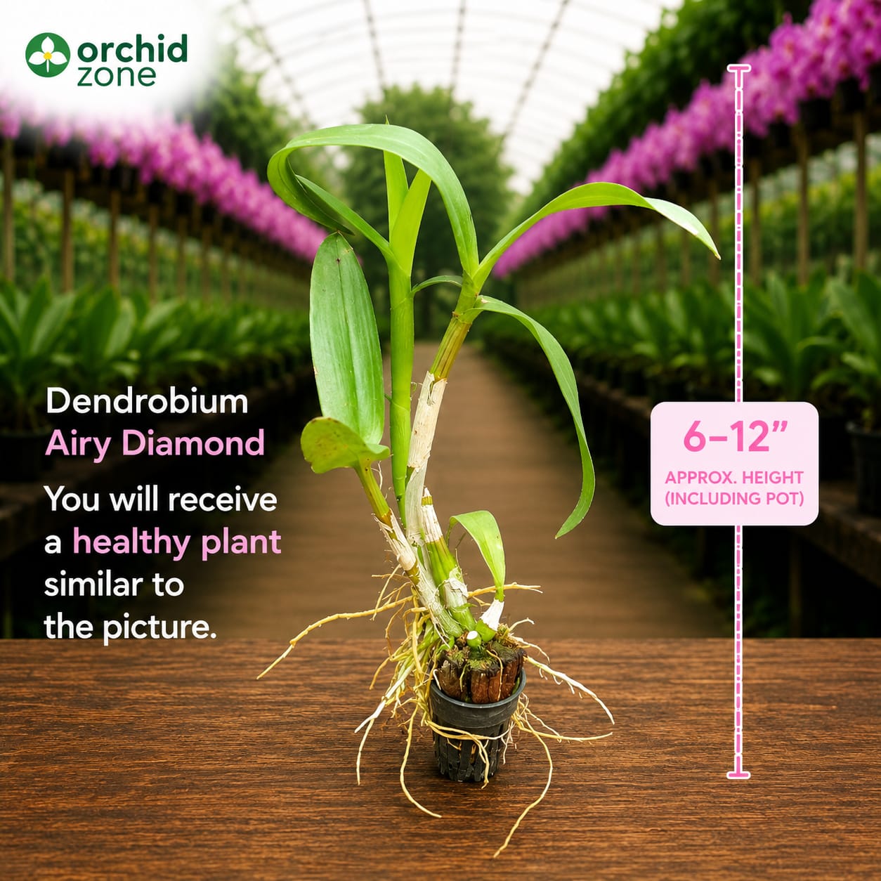 Dendrobiom Airy Diamond Hybrid Orchid Plant