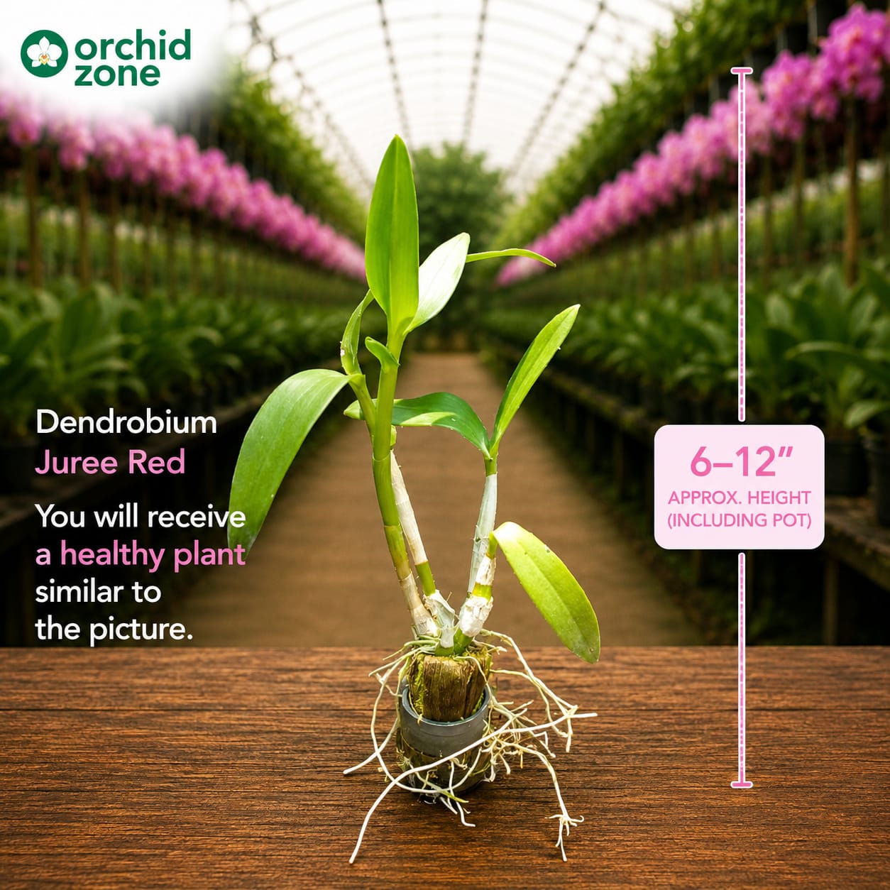 Dendrobiom Juree Red Hybrid Orchid  Plant