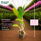 Dendrobium  Burana Pink Surprise Hybrid Orchid Plant
