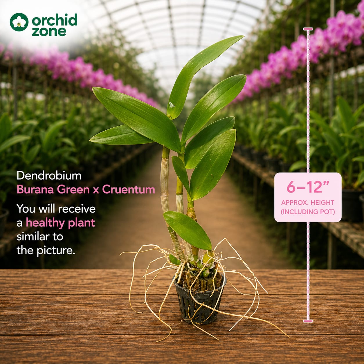 Dendrobiom. Burana Green X Cruentum Plant