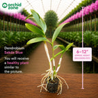 Dendrobium Sakada Blue  Hybrid Orchid Plant