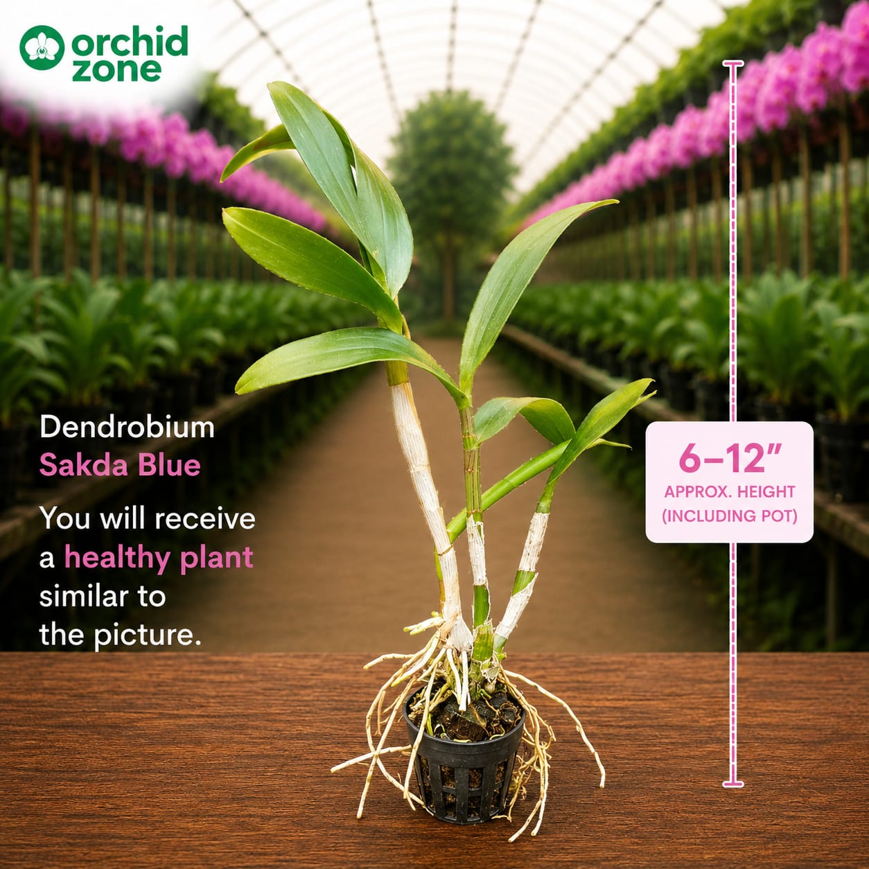 Dendrobium Sakada Blue  Hybrid Orchid Plant