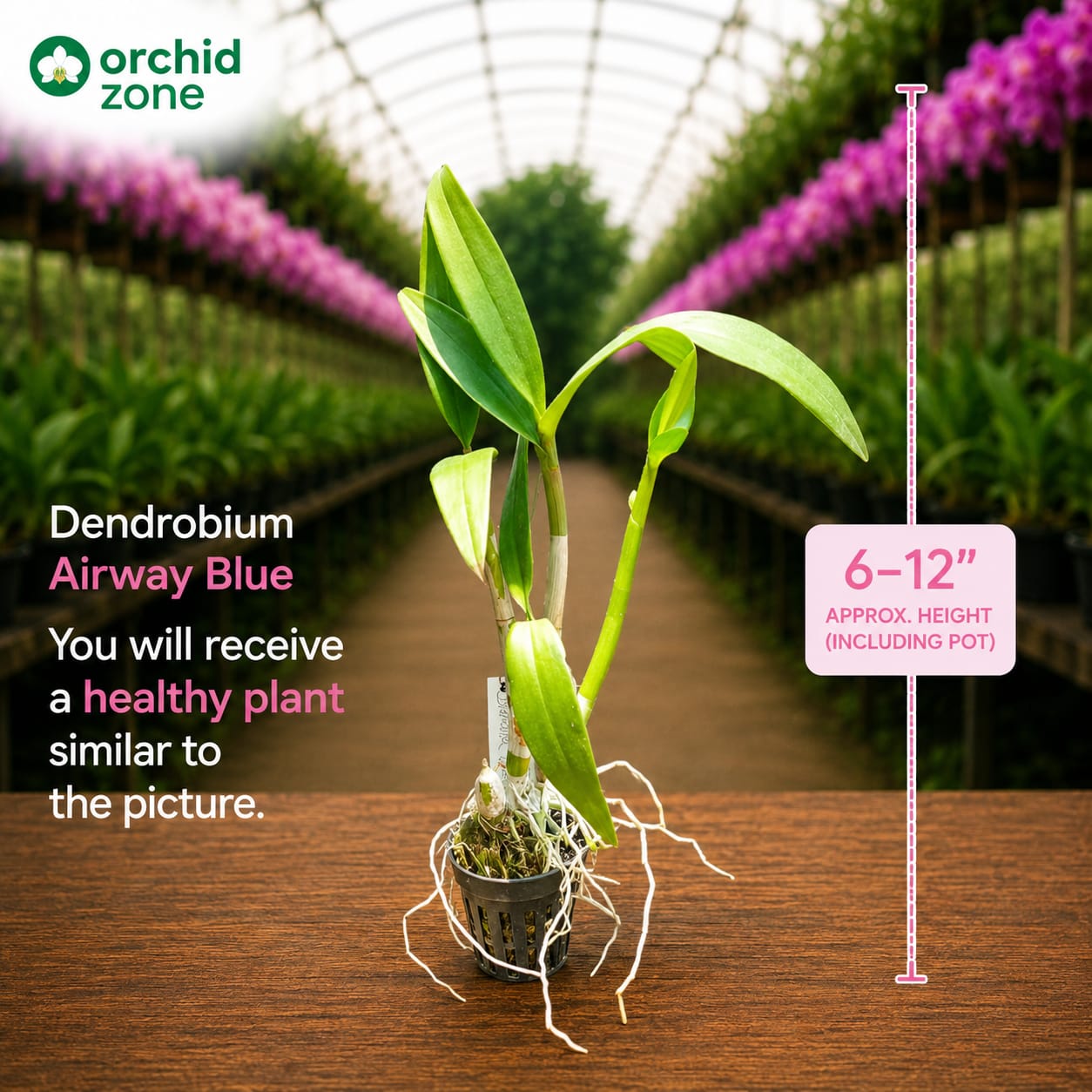 Dendrobiom Airway Blue Hybrid Orchid Plant