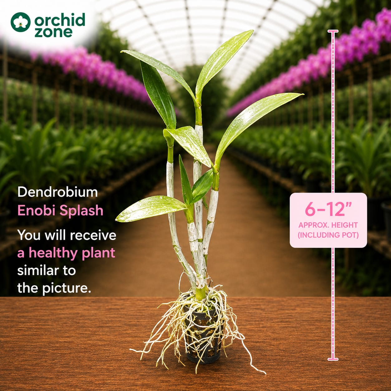 Dendrobiom Enobi Splash Hybrid Orchid Plant