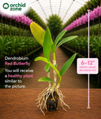 Dendrobiom Red Butterfly Hybrid Orchid Plant