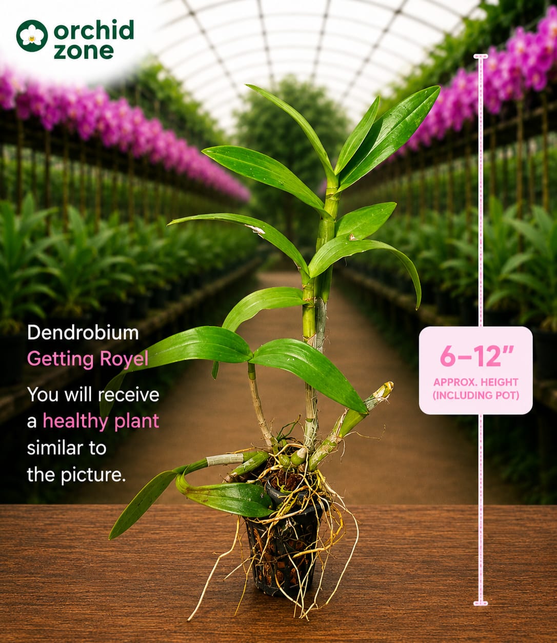 Dendrobiom Getting Royal Hybrid Orchid Plant