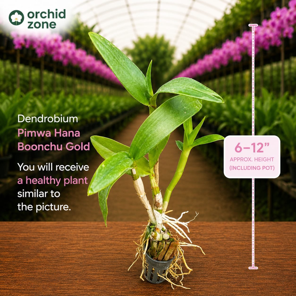 Dendrobiom Thongchai Pimwatlana Boonchu Gold Hybrid Orchid Plant