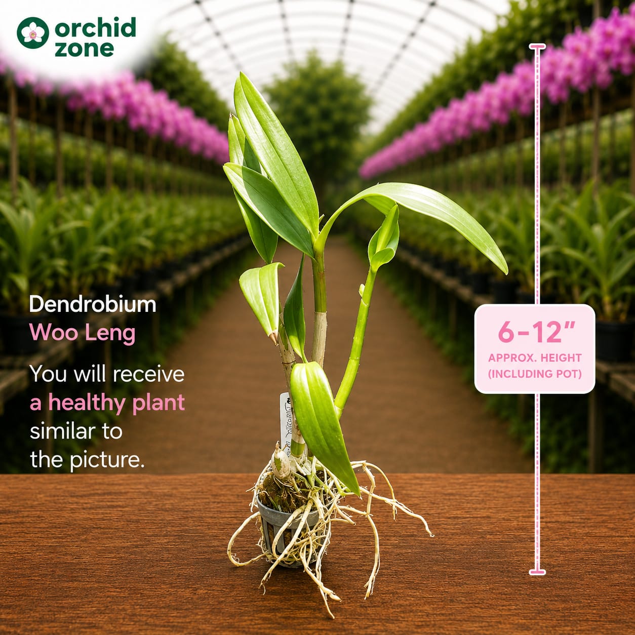 Dendrobiom Woo Leng  Hybrid Orchid Plant