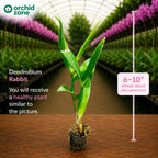 Dendrobiom Rabbit Hybrid Orchid Plant