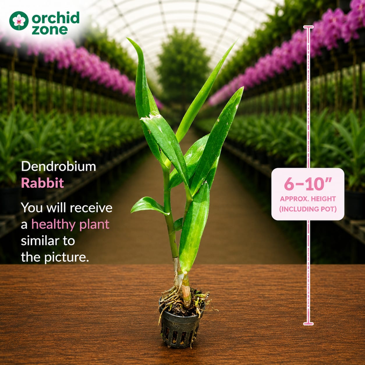 Dendrobiom Rabbit Hybrid Orchid Plant