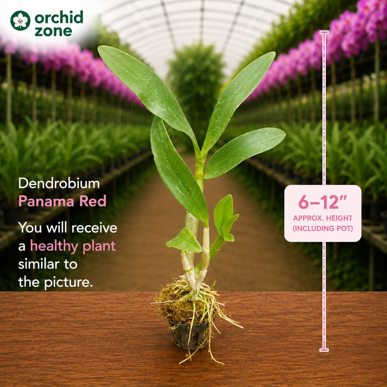 Dendrobiom Panama Red Hybrid Orchid Plant