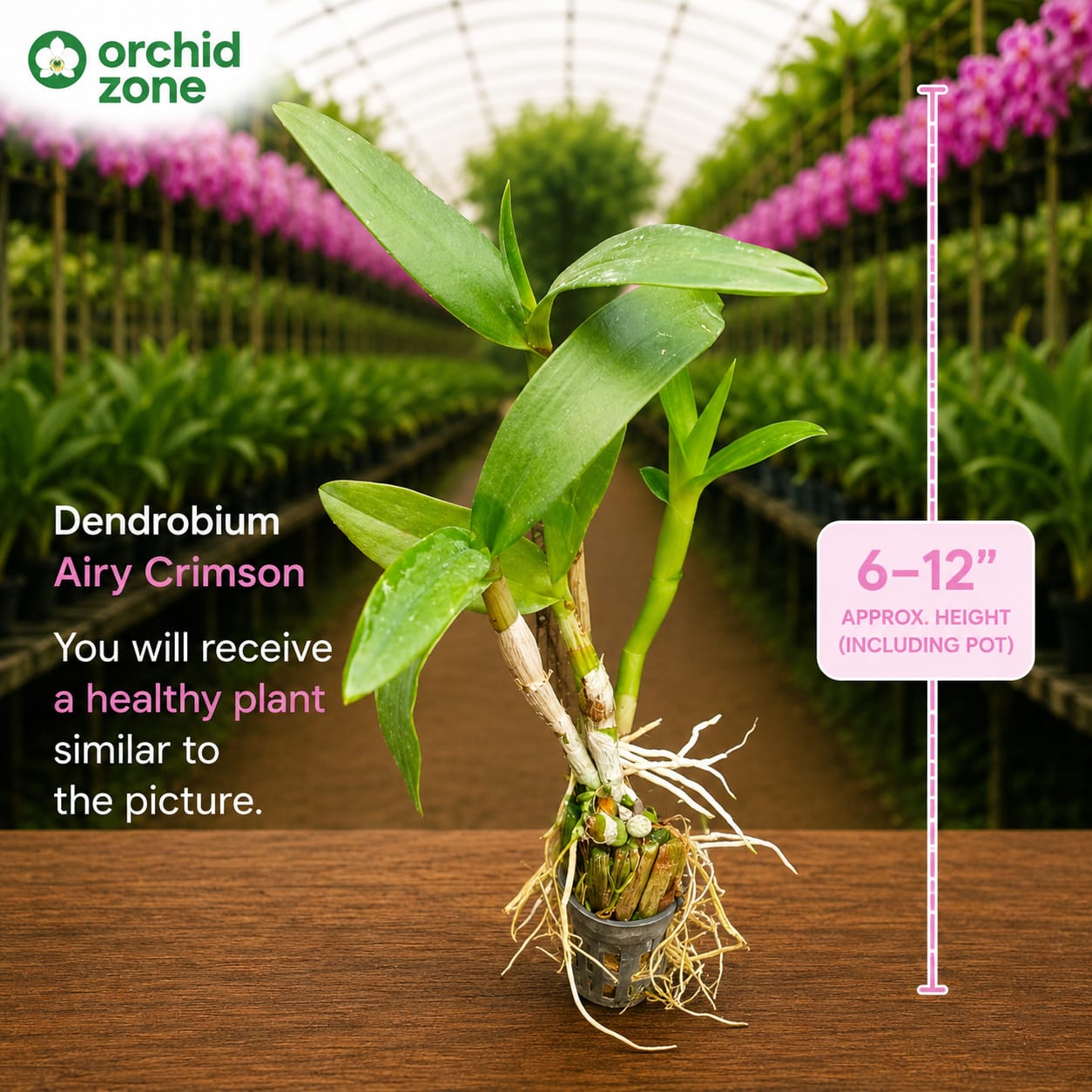 Dendrobiom Airy Crimson Hybrid Orchid Plant