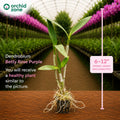 Dendrobiom Betty Rose Purple Hybrid Orchid Plant