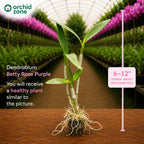 Dendrobiom Betty Rose Purple Hybrid Orchid Plant