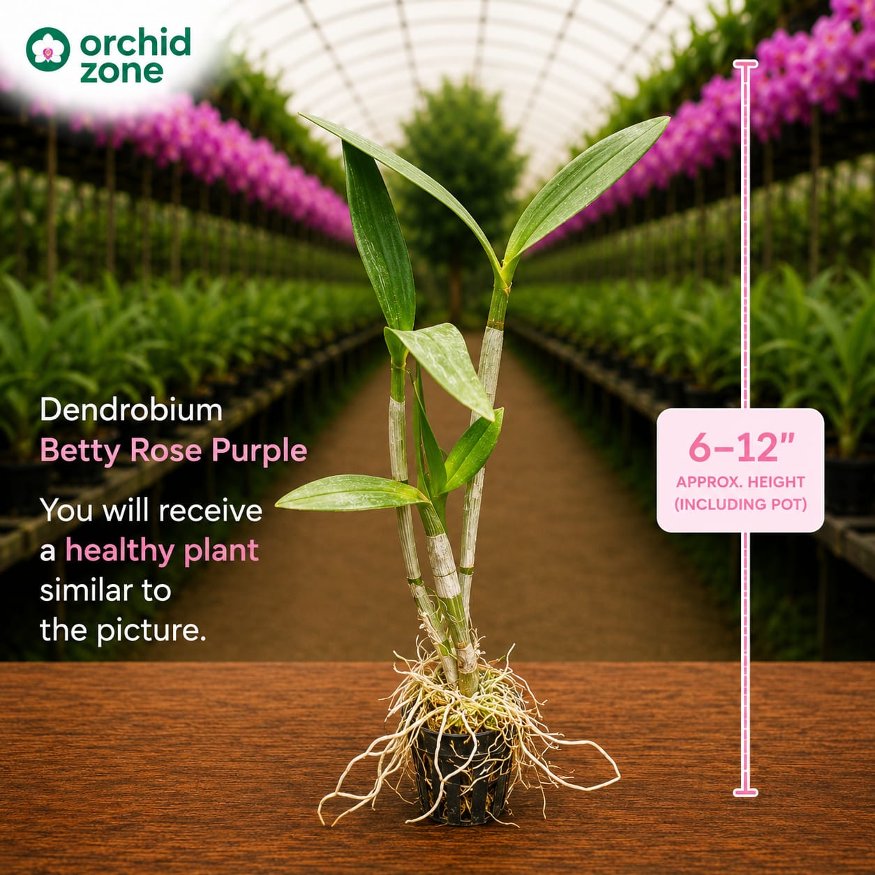 Dendrobiom Betty Rose Purple Hybrid Orchid Plant