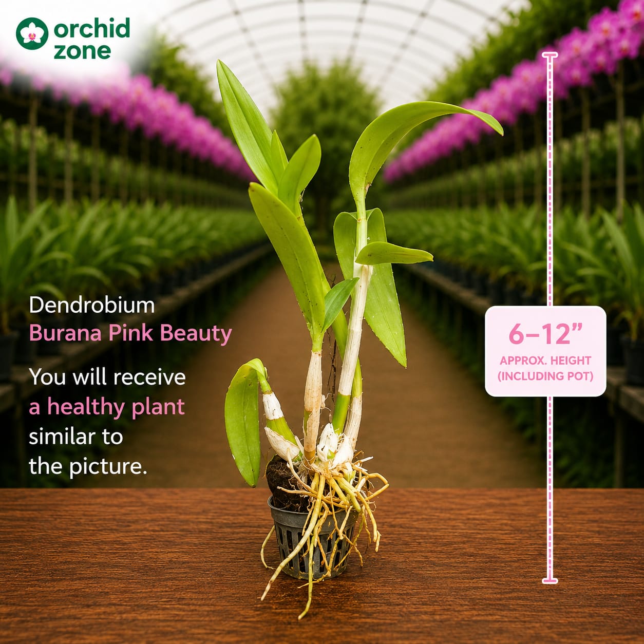 Dendrobiom Pink Beauty Hybrid Orchid Plant