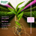 Dendrobiom Glory White x Miki White Hybrid Orchid Plant